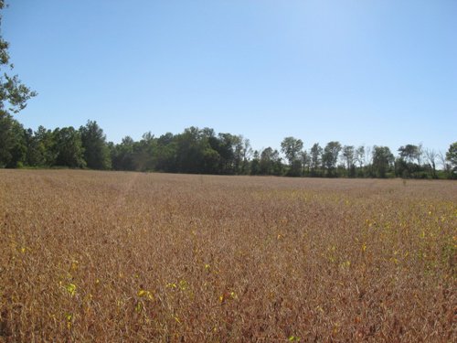 Property photo 33 - 80 Acres Offered in 4 Tracts - Horse Farm